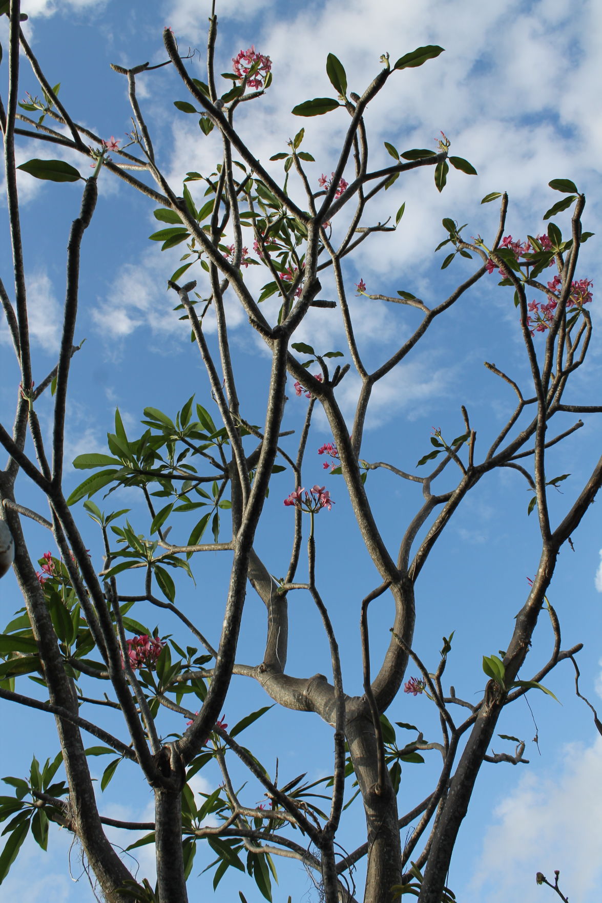 One of Ceci’s scented Frangipani Trees